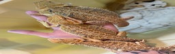 Bearded Dragon reptiles for sale: Baby Hypo Bearded Dragons - Advert 22