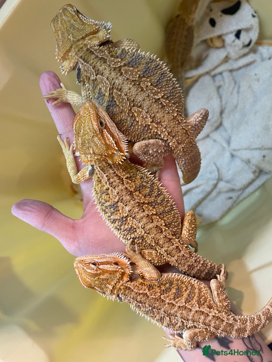 Bearded Dragon reptiles for sale: Baby Hypo Bearded Dragons - Advert 22