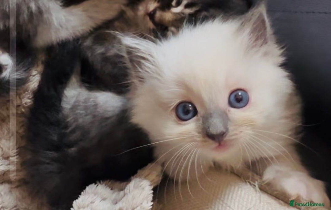 Ragdoll cats for sale: READY SOON!! PUREBRED RAGDOLL KITTENS - Image 13
