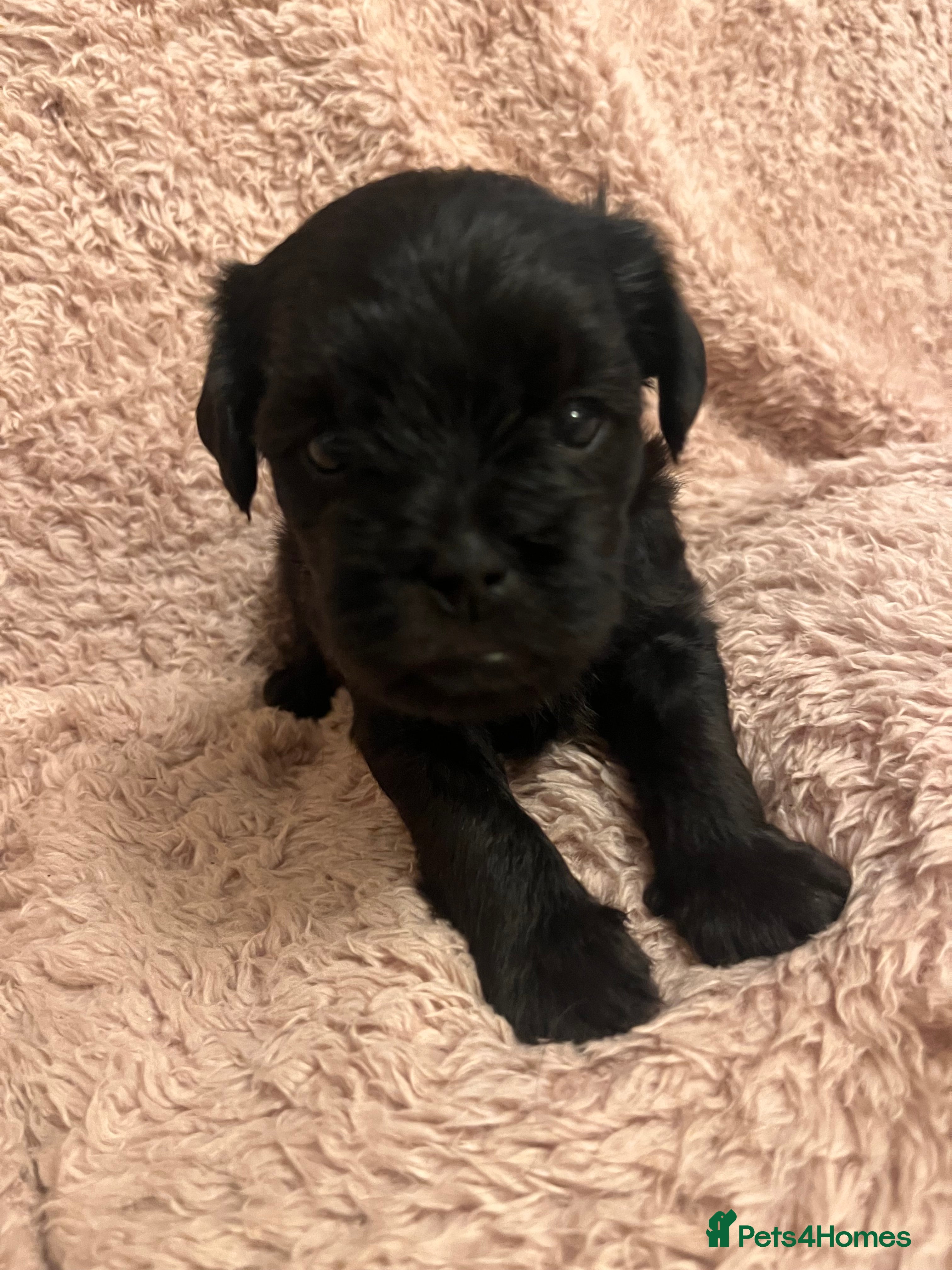 Mixed Breed dogs for sale: Cockerpoo x Brussels Griffon puppies - Advert 2
