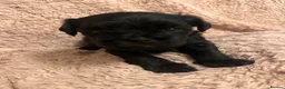 Mixed Breed dogs for sale: Cockerpoo x Brussels Griffon puppies - Advert 8