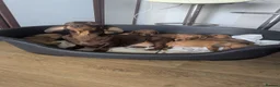 Miniature Dachshund dogs for sale: Kc registered mini smooth - Advert 3