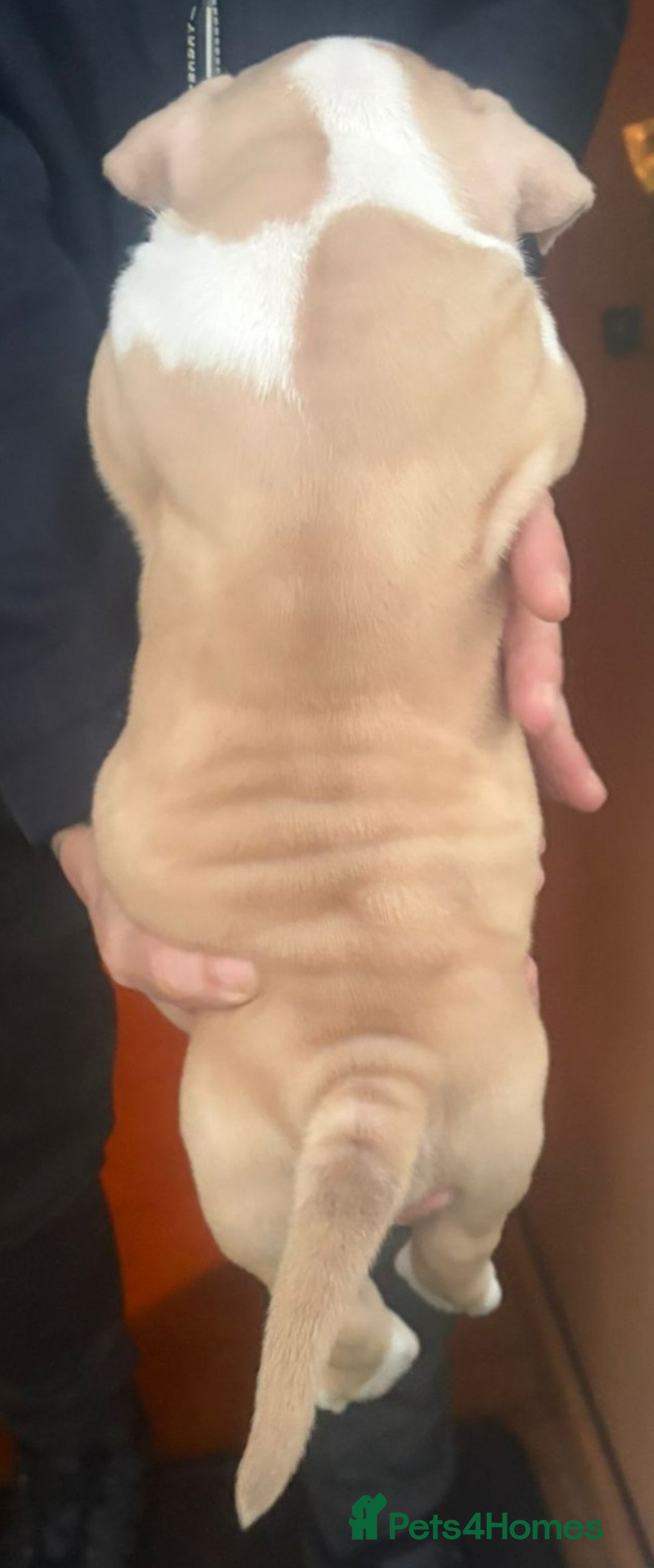 American Bully dogs for sale: x2 American Bully Puppies (Male) - Advert 6