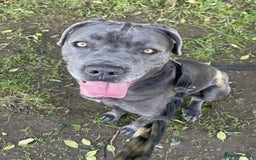 Mixed Breed dogs for adoption: Meet Sky, currently residing in Merseyside  - Image 1