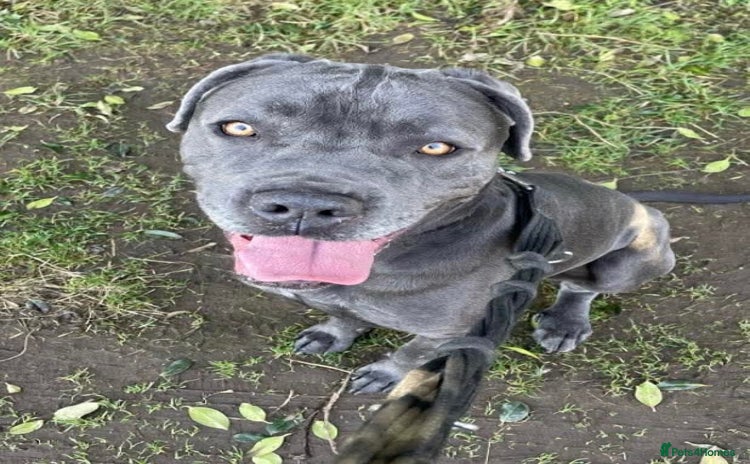 Mixed Breed dogs - Advert 1