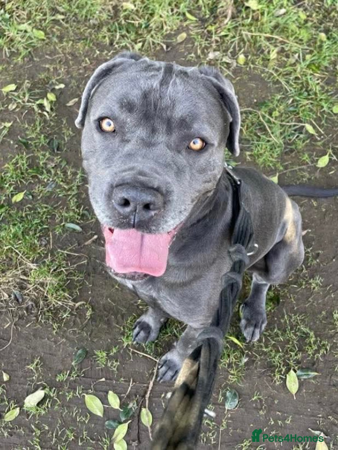 Mixed Breed dogs for adoption: Meet Sky, currently residing in Merseyside  - Image 1