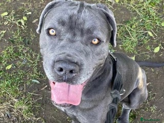 Mixed Breed dogs for adoption - Advert 2