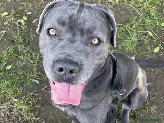 Mixed Breed dogs Meet Sky, currently residing in Merseyside - Advert 16