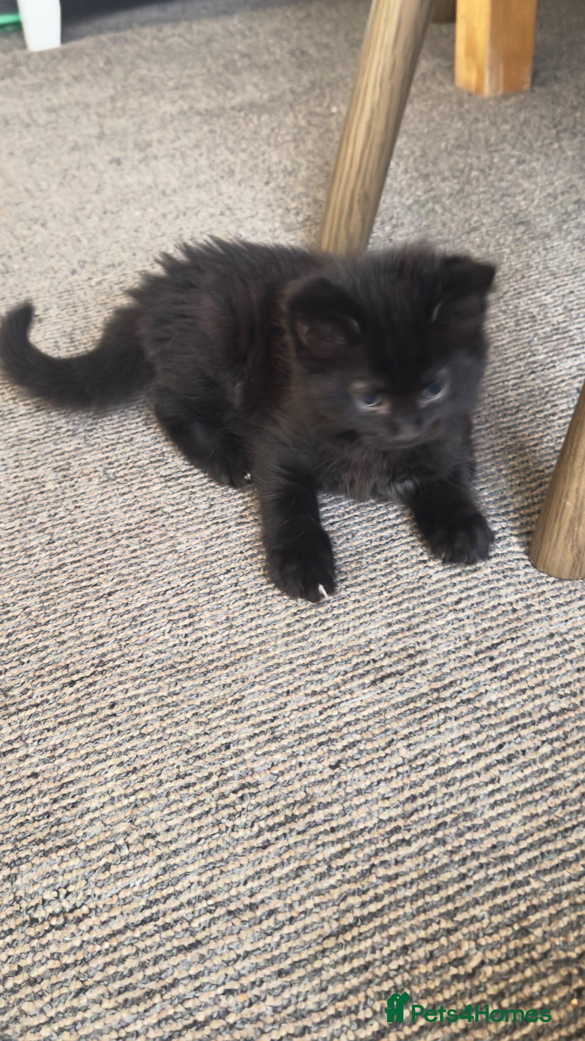Mixed Breed cats Fluffy kitten - Advert 1