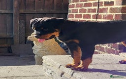 Rottweiler dogs for sale: Kc Show Quality Puppy Bitch!! in Chester-le-Street - Image 3