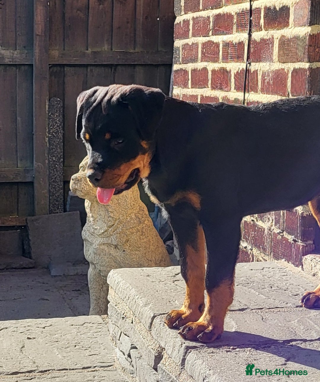 Rottweiler dogs for sale: Kc Show Quality Puppy Bitch!! in Chester-le-Street - Image 3