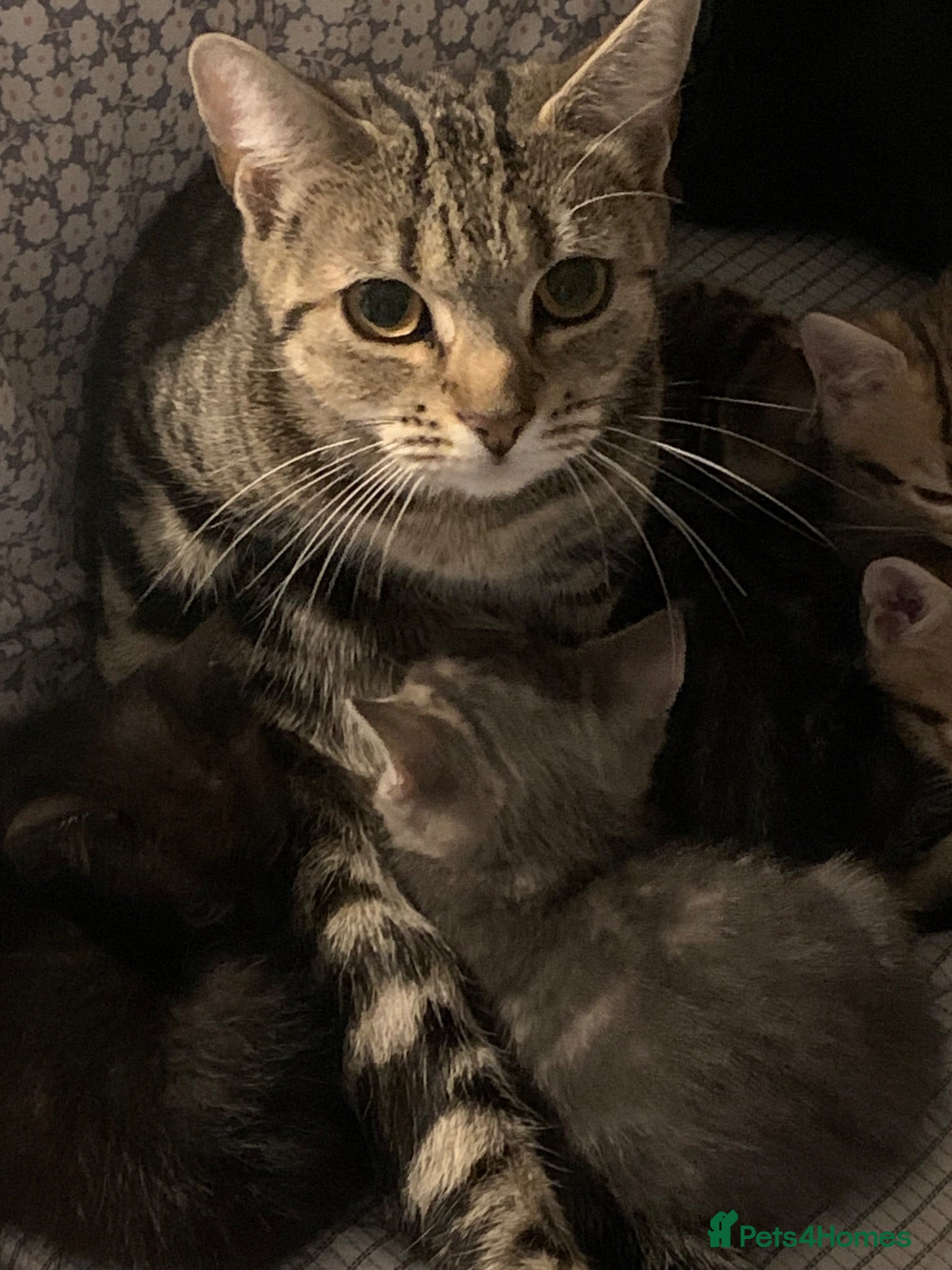 Domestic Shorthair cats Beautiful domestic short hair, black kitten - Advert 4