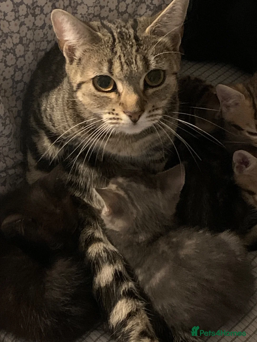 Domestic Shorthair cats for sale: Beautiful domestic short hair, black kitten - Advert 2