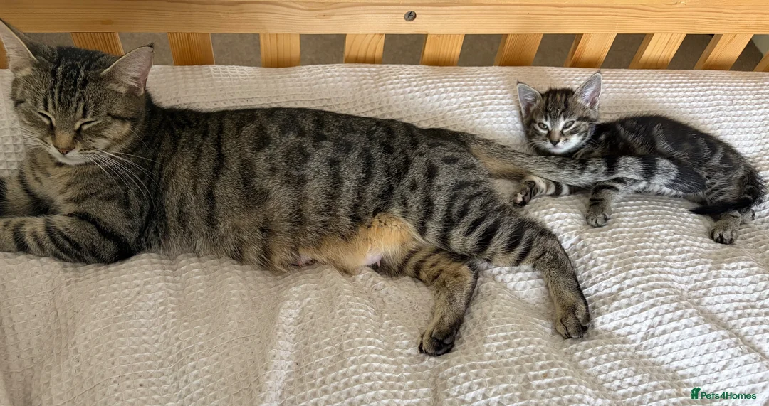 Mixed Breed cats for sale: Playful Bundles Of Fluff - Advert 1