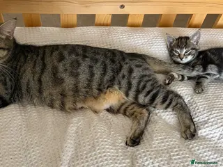 Mixed Breed cats Playful Bundles Of Fluff - Advert 3