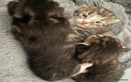 Mixed Breed cats for sale: 3 Healthy, Playful Kittens  - Image 5