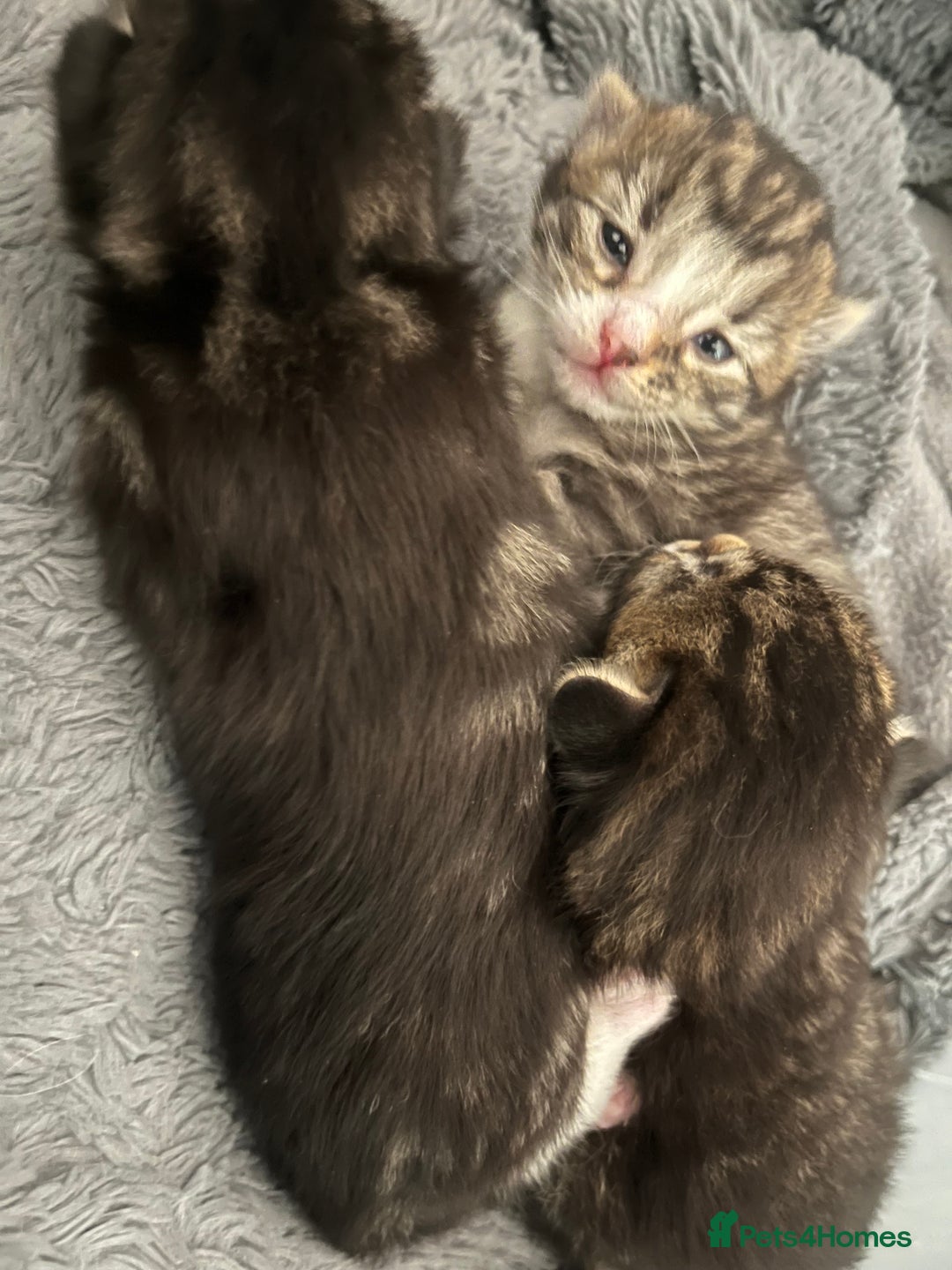Mixed Breed cats for sale: 3 Healthy, Playful Kittens  - Image 5