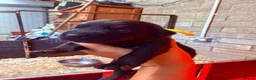 Labrador Retriever dogs for sale: Beautiful KC Lab Pups - Advert 7