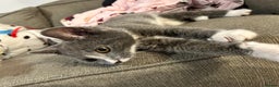 Mixed Breed cats for sale: 2’ beautiful male kittens - Advert 6