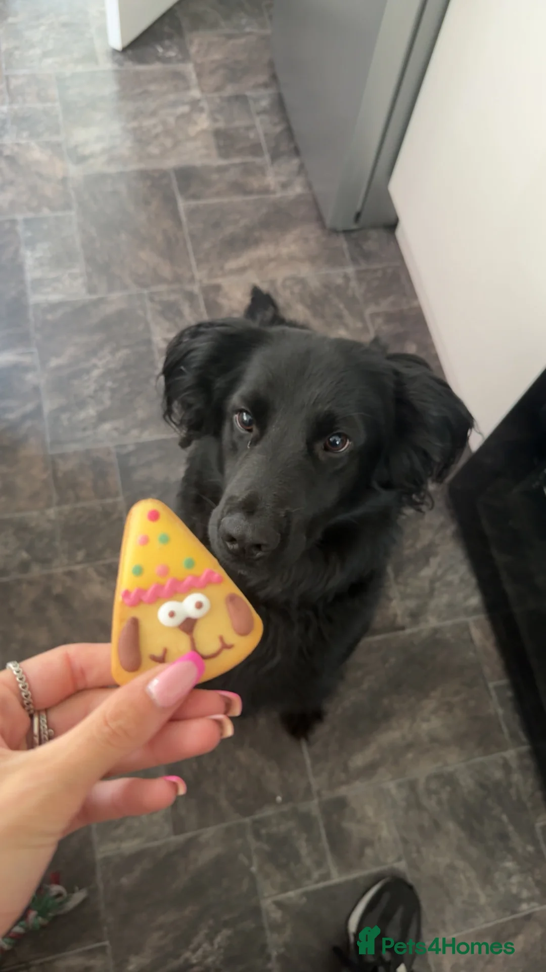 Mixed Breed dogs for sale: Looking for a new forever home  - Advert 4