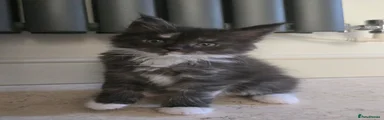 Maine Coon Kitten 5