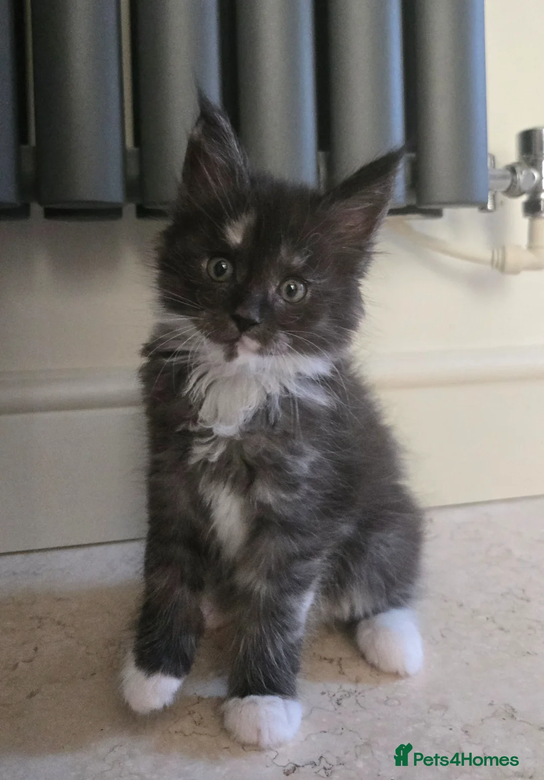 Maine Coon cats for sale: GCCF Registered Maine Coon Kittens  - Advert 34