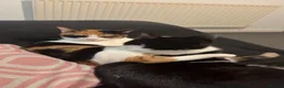 British Shorthair cats for sale: girl , tortoise shell , boy , black and white  in High Wycombe - Advert 2