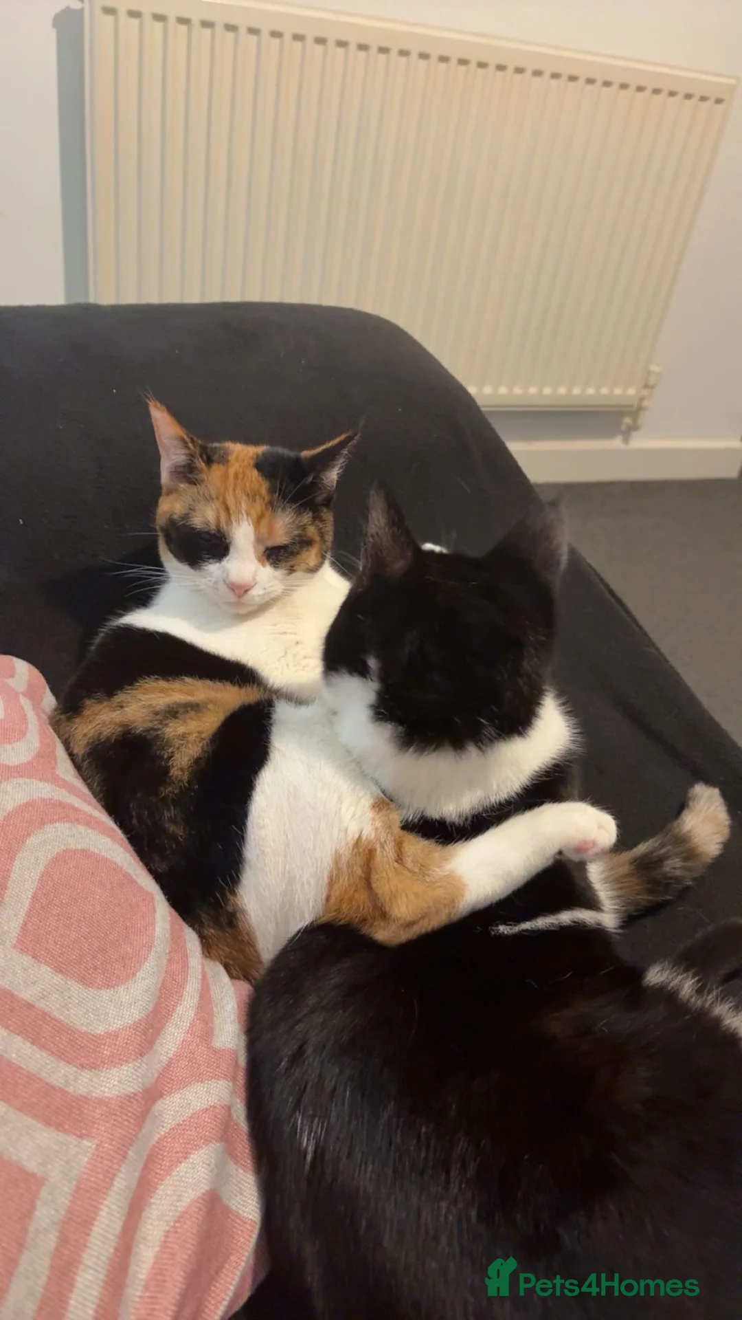 British Shorthair cats for sale: girl , tortoise shell , boy , black and white  in High Wycombe - Advert 2