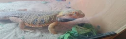 Bearded Dragon reptiles for sale: Adult male + female package - Advert 3