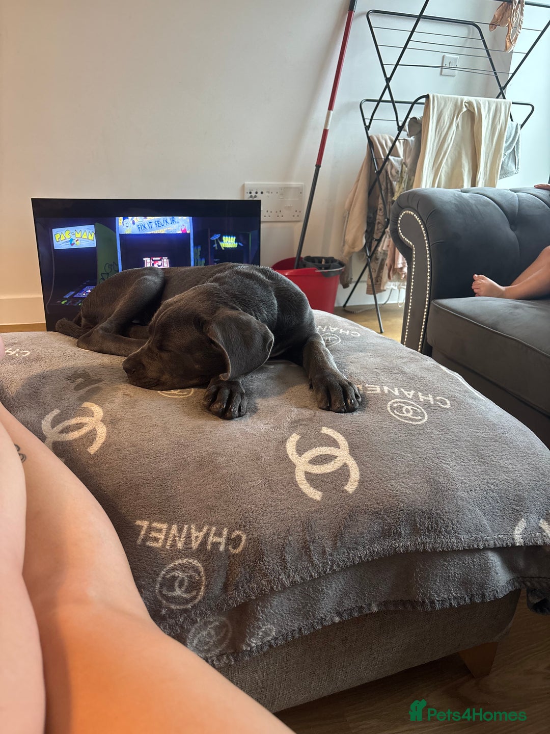 Cane Corso dogs for sale: Cane Corse Female  - Image 12