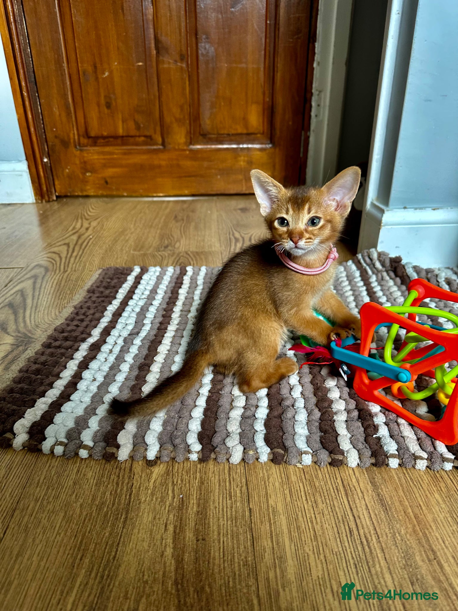 Abyssinian cats for sale: Abyssinian kittens  - Advert 17