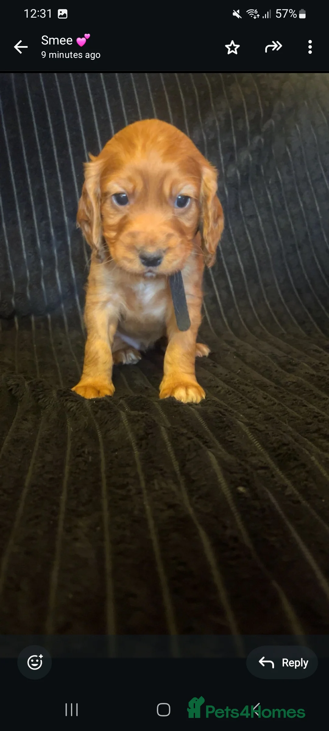 Cocker Spaniel dogs for sale: Working cocker spaniel puppies for sale - Advert 14