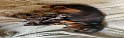 Miniature Dachshund dogs for sale: Gorgeous Puppies in Crawley - Advert 1