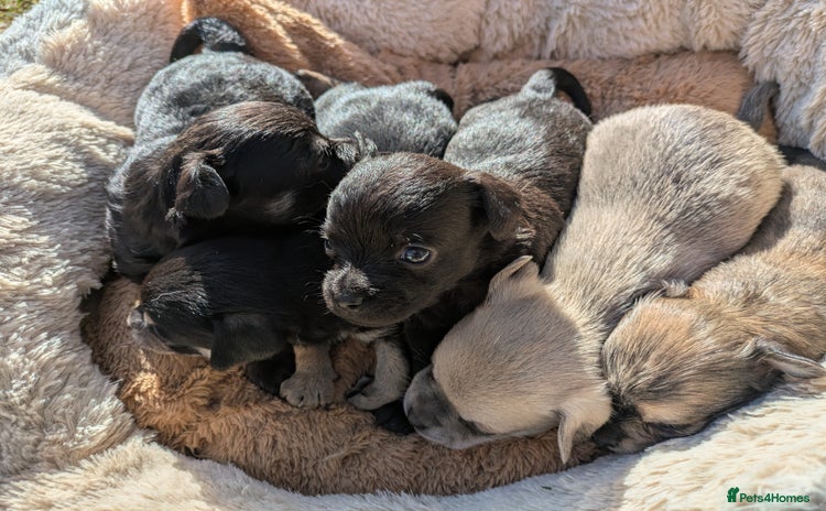 Chipoo dogs - Advert 2
