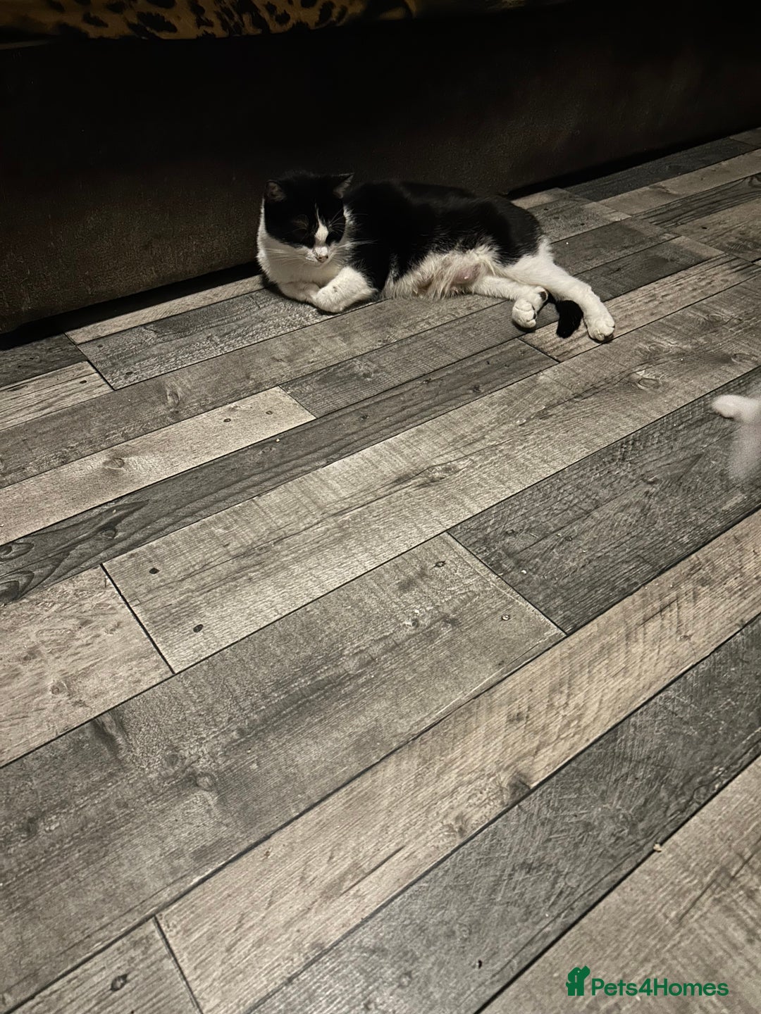 Mixed Breed cats for sale: Kittens are ready now  - Advert 18