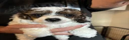 Toy Poodle dogs for sale: Stunning Toy Poodle Puppies in Chesterfield - Advert 3