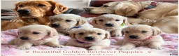 Golden Retriever dogs for sale: Beautiful Home Raised Golden Retriever Puppies - Advert 1