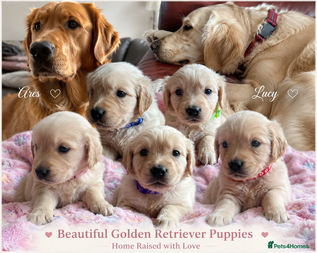 Golden Retriever dogs for sale: Beautiful Home Raised Golden Retriever Puppies - Advert 1