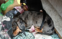 Dachshund dogs for sale: 1x Female Dachshund Left (27/07/2025) - Image 7