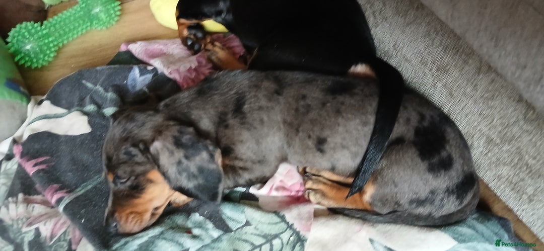 Dachshund dogs for sale: 1x Female Dachshund Left (27/07/2025) - Image 7