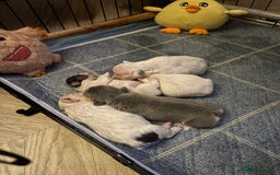 French Bulldog dogs for sale: Chunky French bulldog pups 4 girls  - Image 9