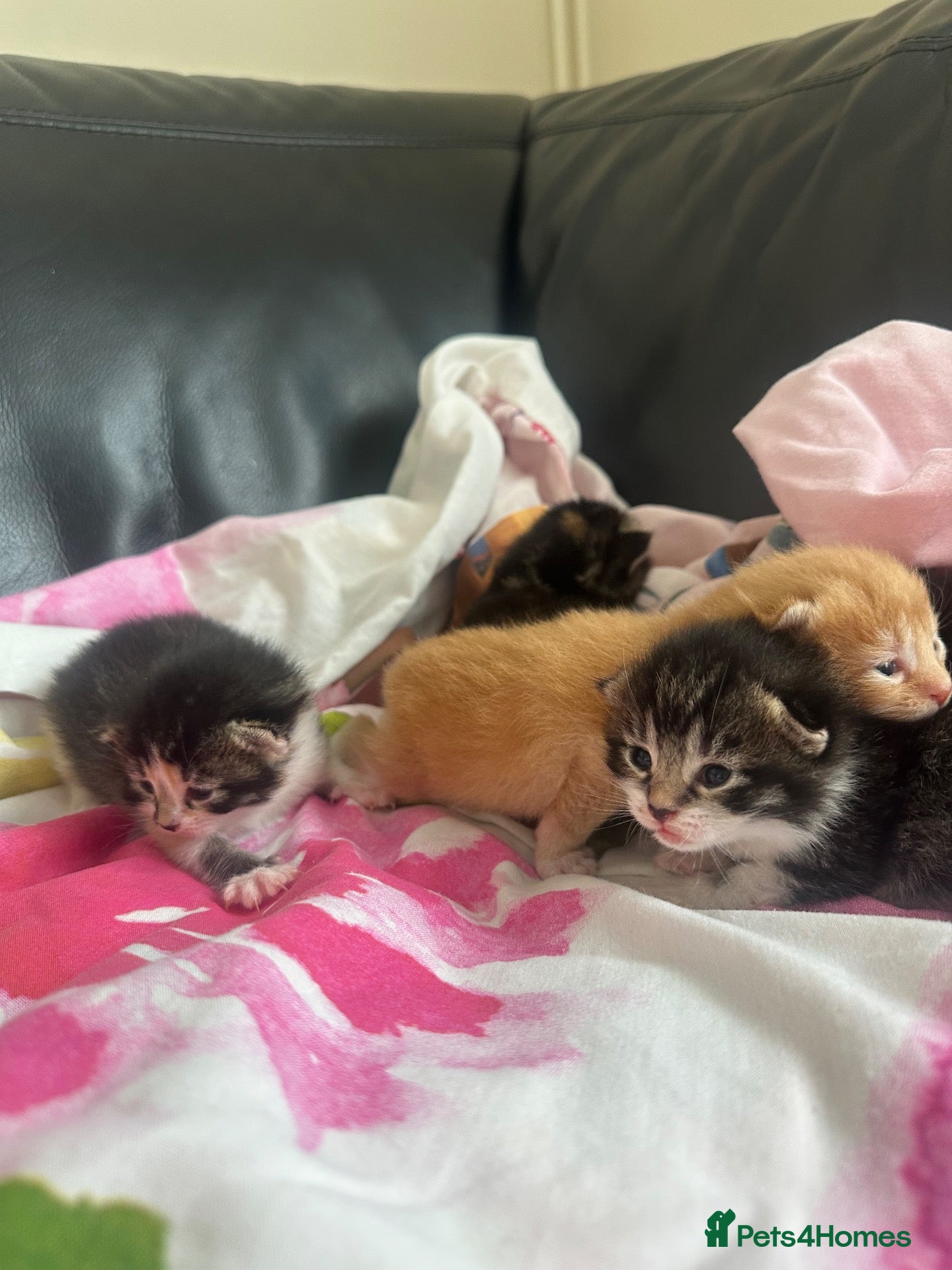 Mixed Breed cats Stunning Kittens - Advert 1