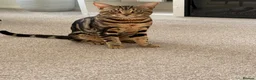 Bengal cats for sale: Apollo - Advert 7