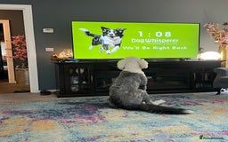 Old English Sheepdog dogs for stud: Beautiful, Happy Go Lucky Old English Sheepdog - Image 3