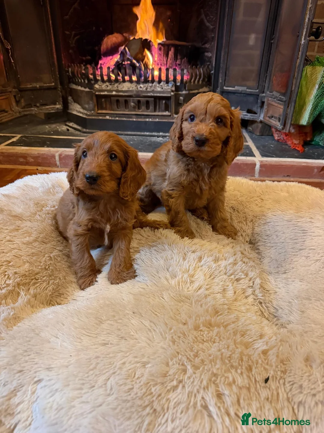 Cockapoo dogs for sale: Beautiful cockapoos for sale  - Advert 1
