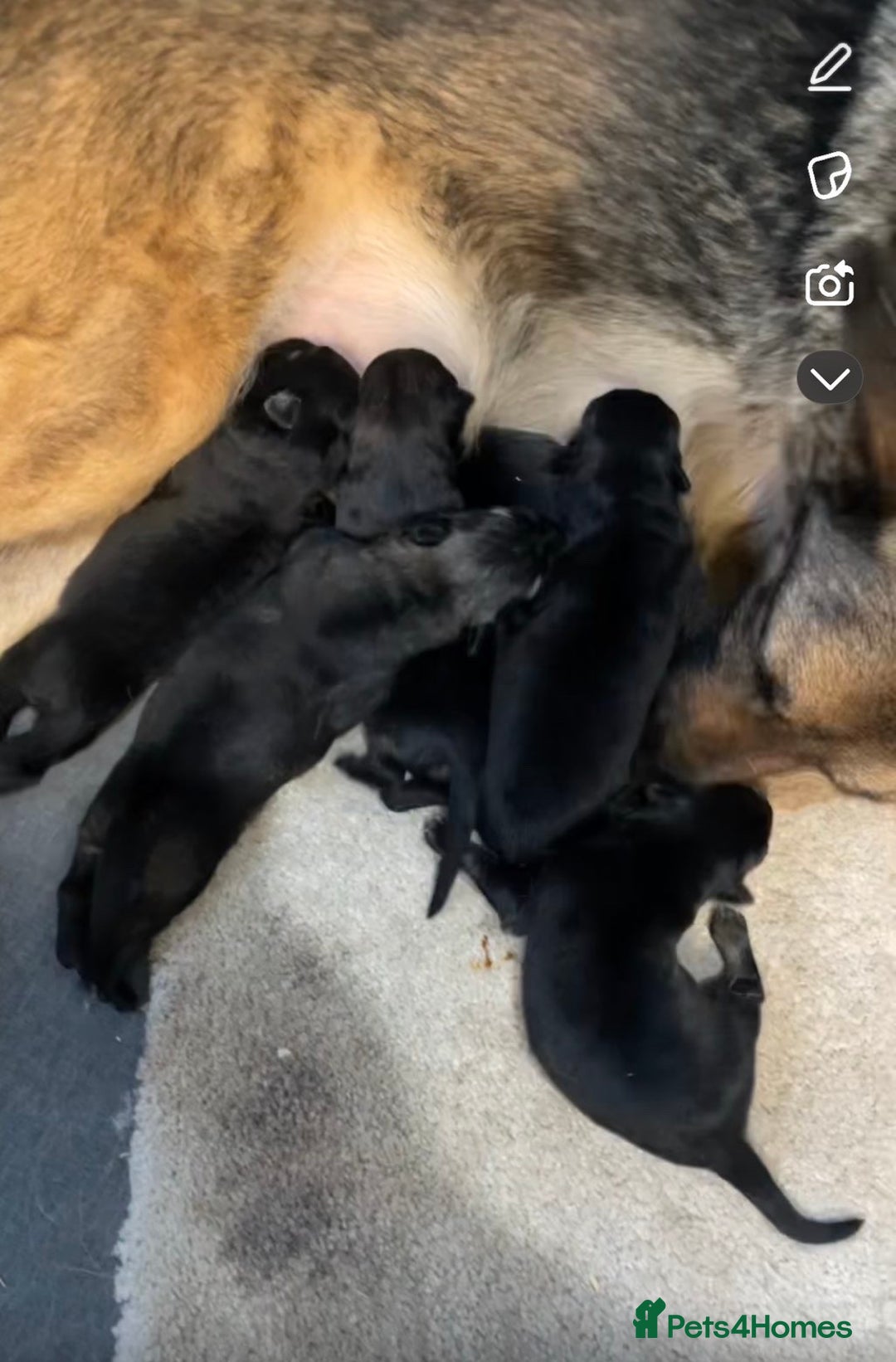 German Shepherd dogs for sale: 2 German shepherd puppies - Advert 4