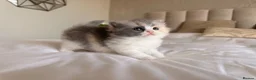 British Shorthair cats for sale: British Shorthair & Longhair Kittens GCCF Reg - Advert 5