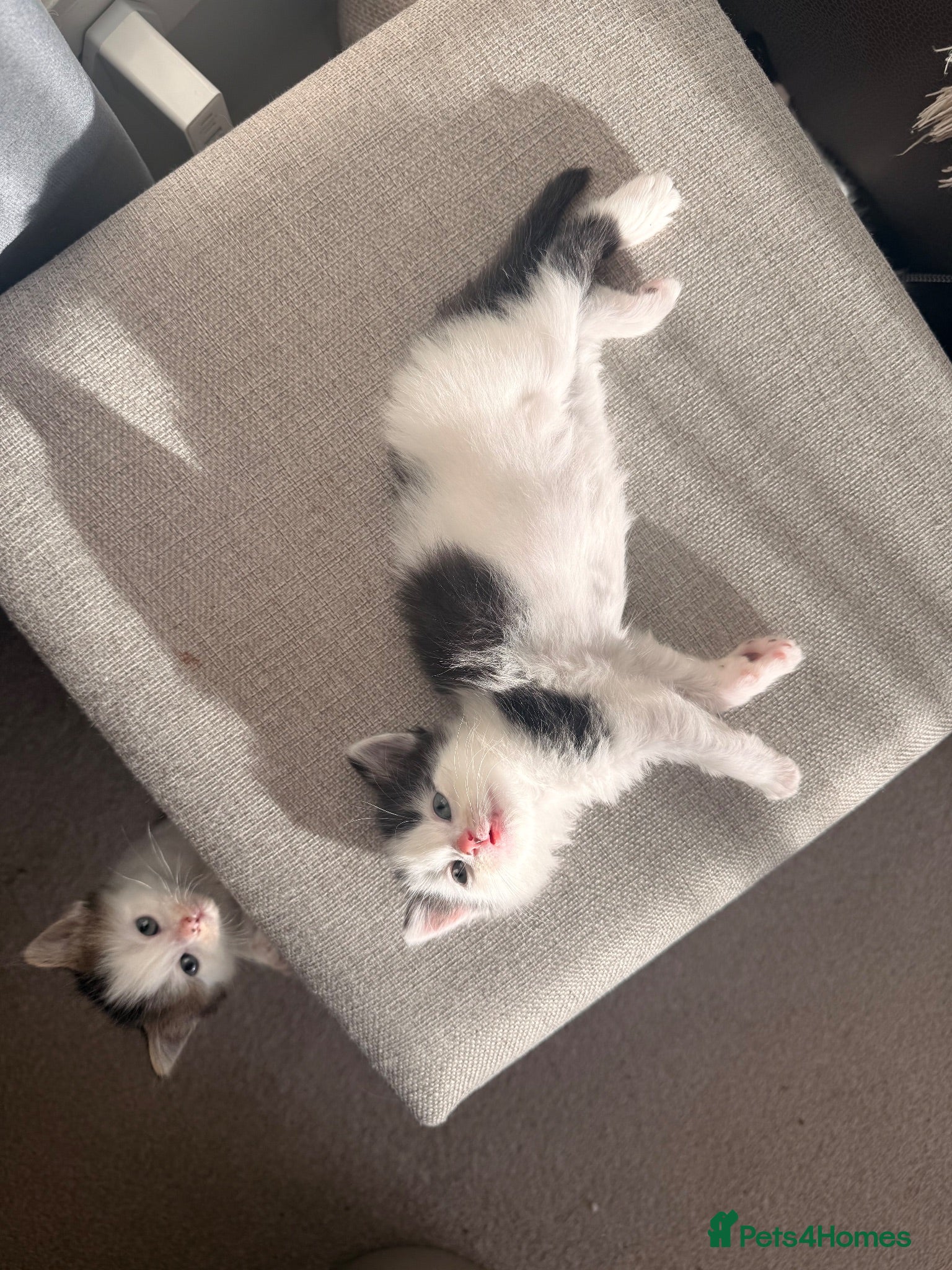 Mixed Breed cats 7 adorable kittens for sale  - Advert 1
