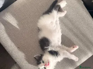 Mixed Breed cats 7 adorable kittens for sale - Advert 1