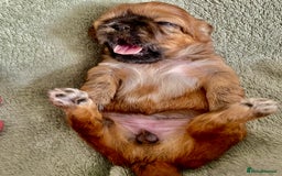 Shih Tzu dogs for sale: Adorable Imperial Shih Tzu Puppies - Image 16